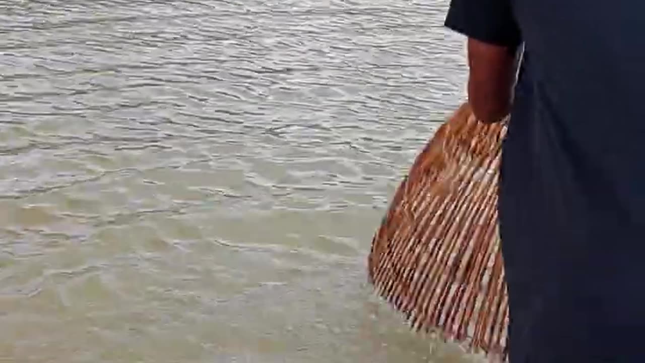 polo fish video #fish #shorts #short video #fishing video #fishing #Village fishing part 5