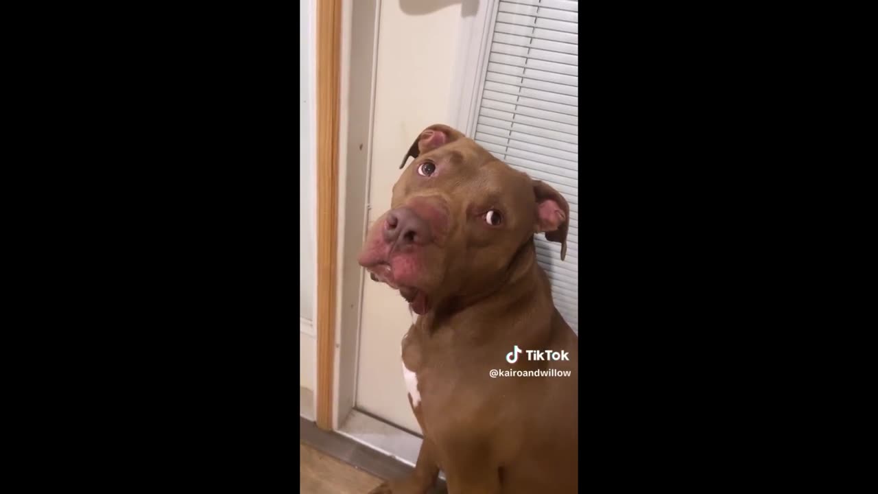 crazy cat