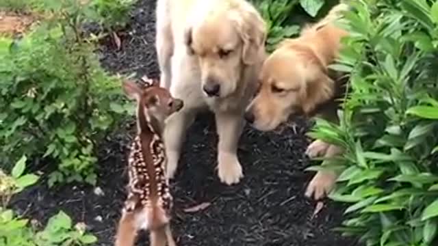 Funniest & Cutest Labrador Puppies - Funny Puppy Videos 2022