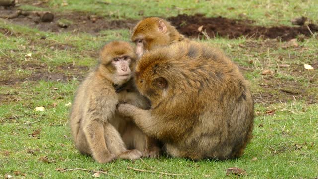 Monkey family Mom and Dad take care and clean their baby.