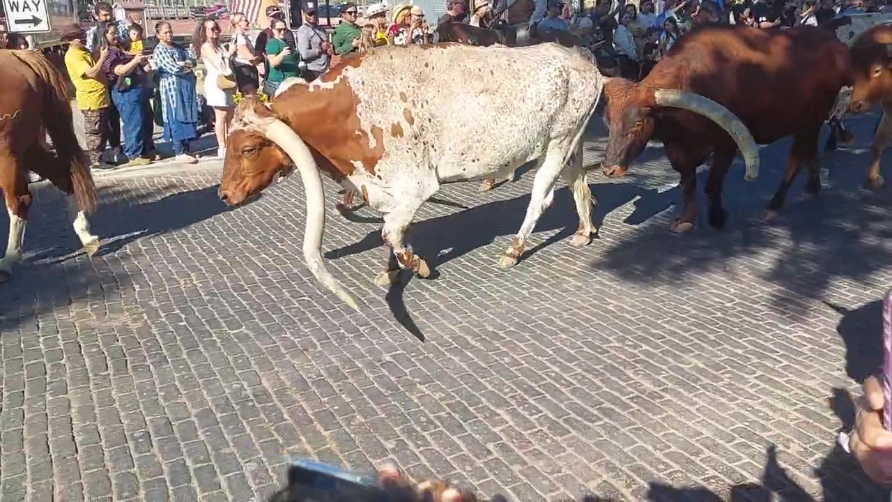 Fort Worth Stockyards Longhorns