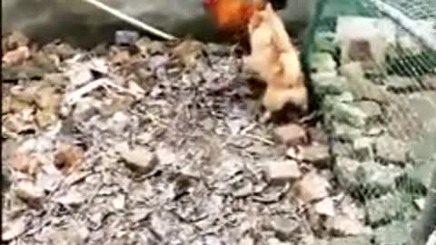 Funniest Chicken Vs Dog Fights hahahaha