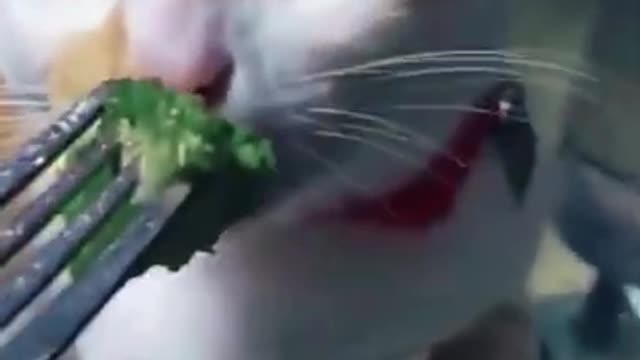 Cat gets surprised with food he dont like puke im laugh hard