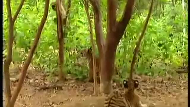 Monkey playing with tiger