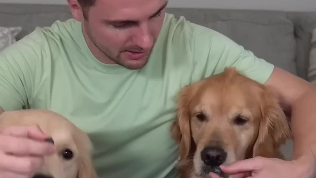 Puppy vs Adult Dog taste test