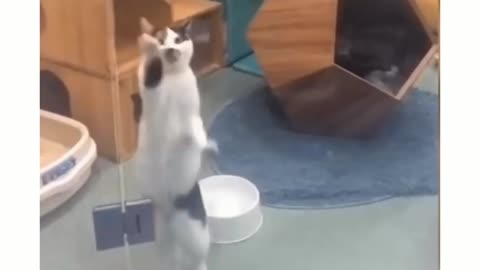 White cat 🐈 dancing with music