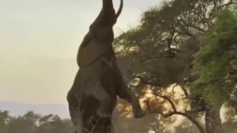 Wow, that's amazing. Elephants can stand up and eat leaves