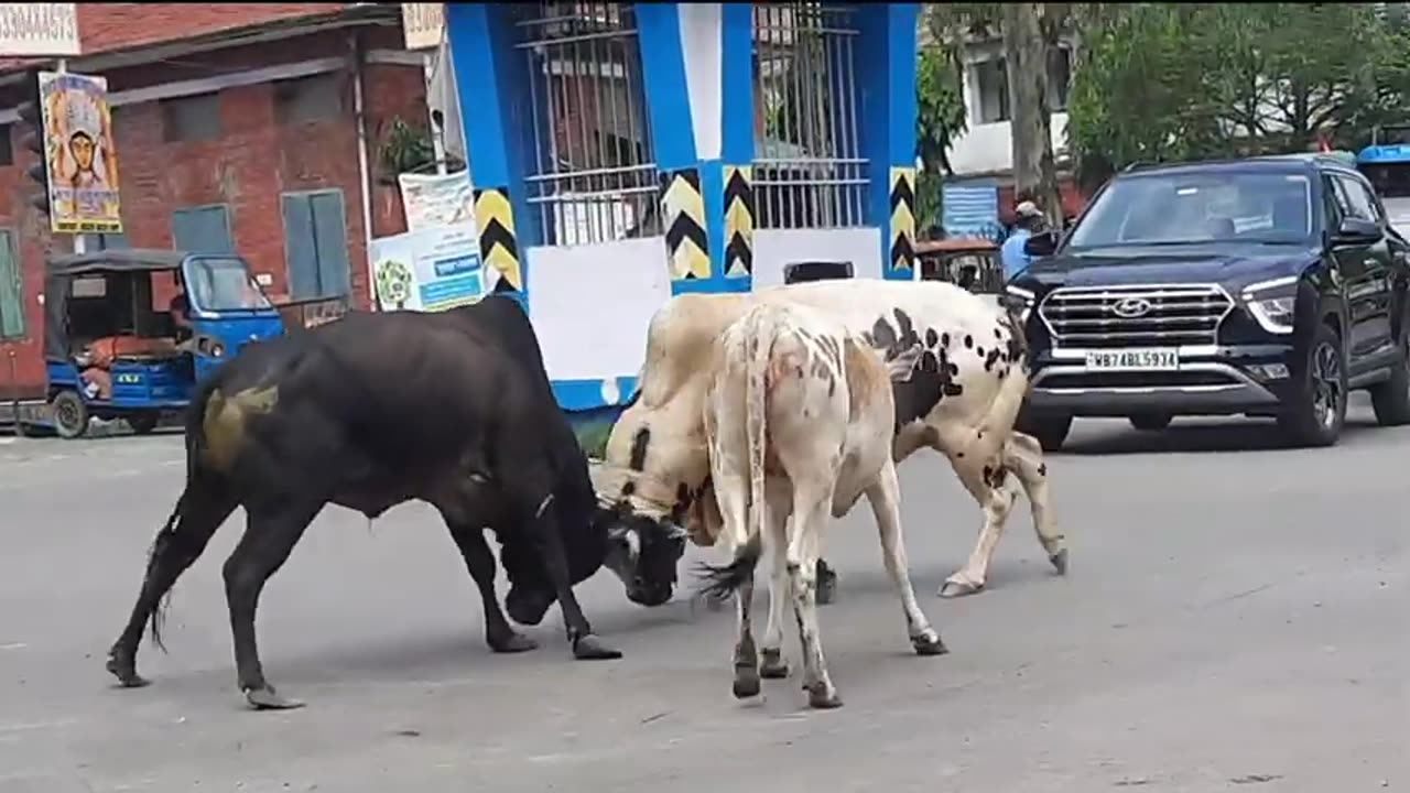 Bull fighting on Indian Street