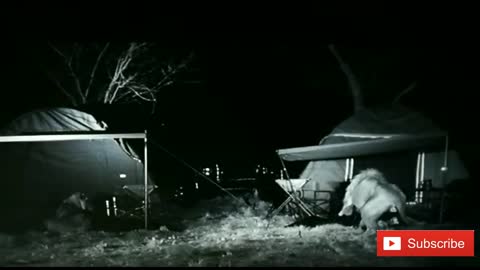 Unhappy Campers Escape Lions At Night