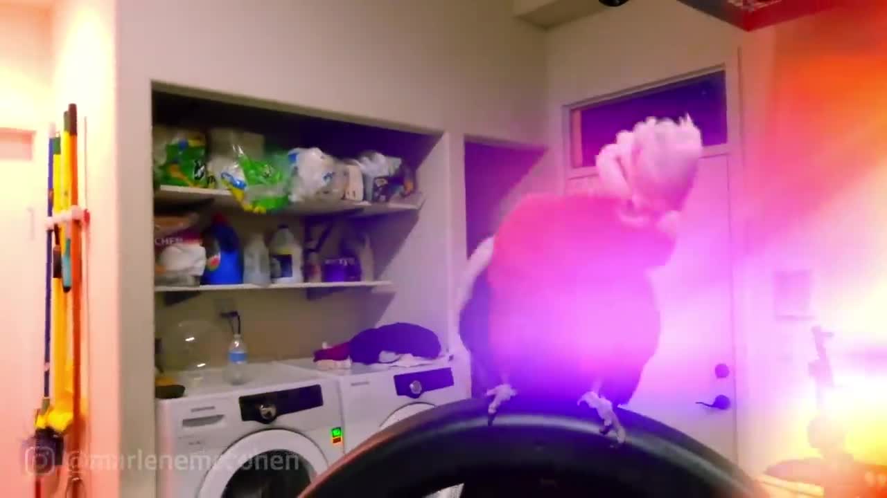 WORLD'S BEST DANCING PARROT