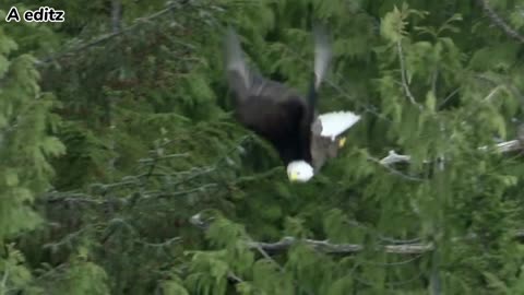 Eagle catches salmaon out of the water