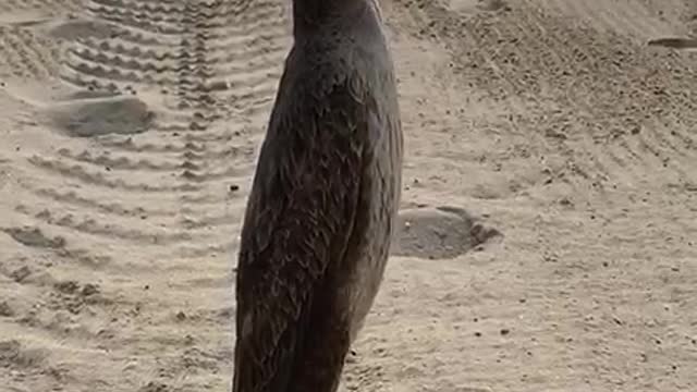 strange bird shag walking on the beach part 2