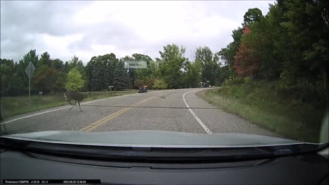 Fawn Crossing