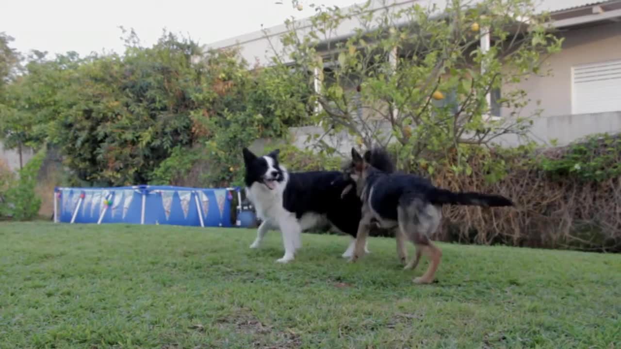 Pet dogs playing together