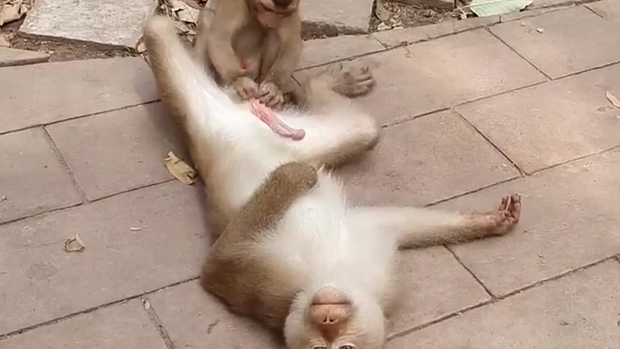 Funny monkey🤣🤣