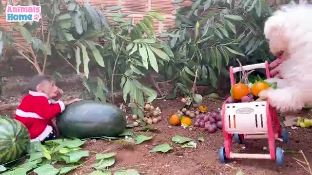 BiBi harvests fruits to make watermelon cake for baby monkey Obi_Cut
