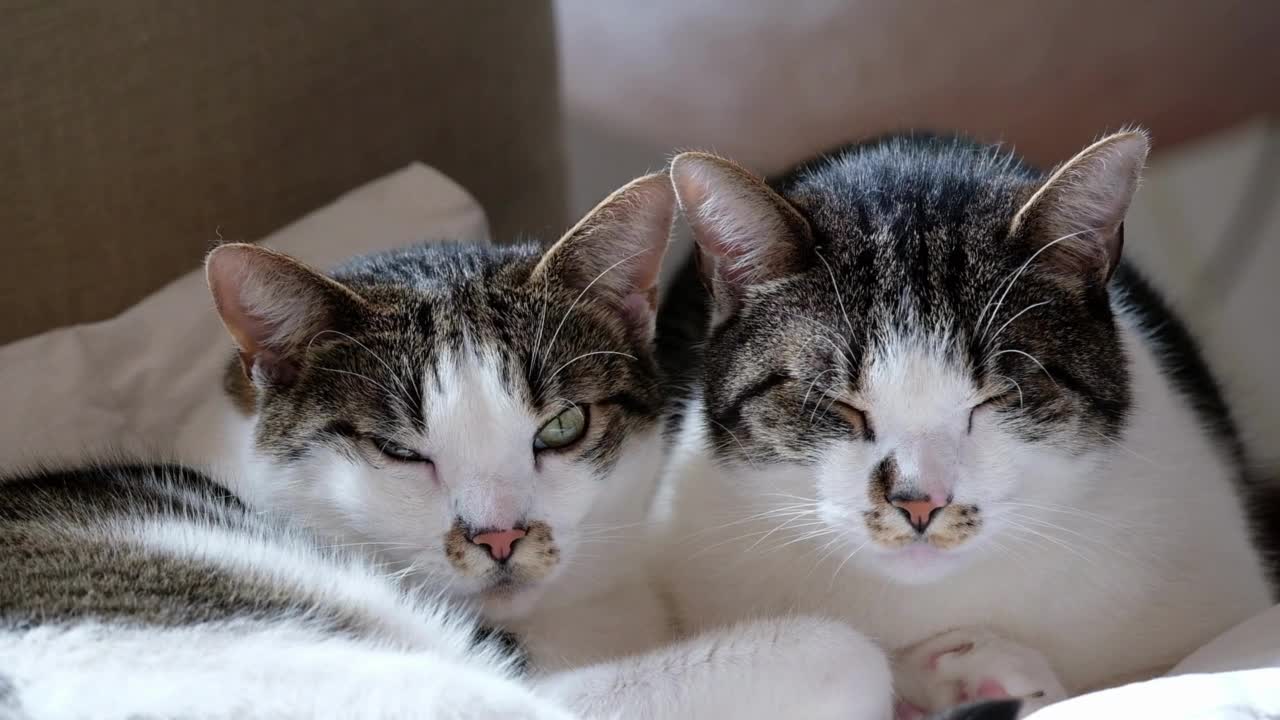 2 cute cats very shortly before falling asleep