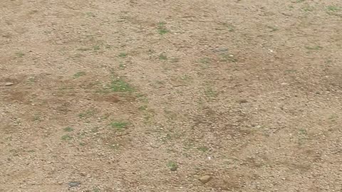 Puppy tried to catch rooster