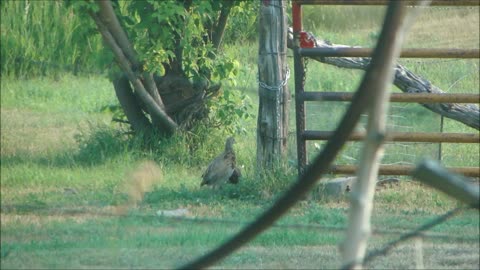 There Be Roosters Here - Red Neck Pheasant Chicks Old Enough To Show True Colors