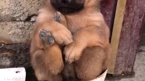 SOO CUTE - CUTE PUPPY