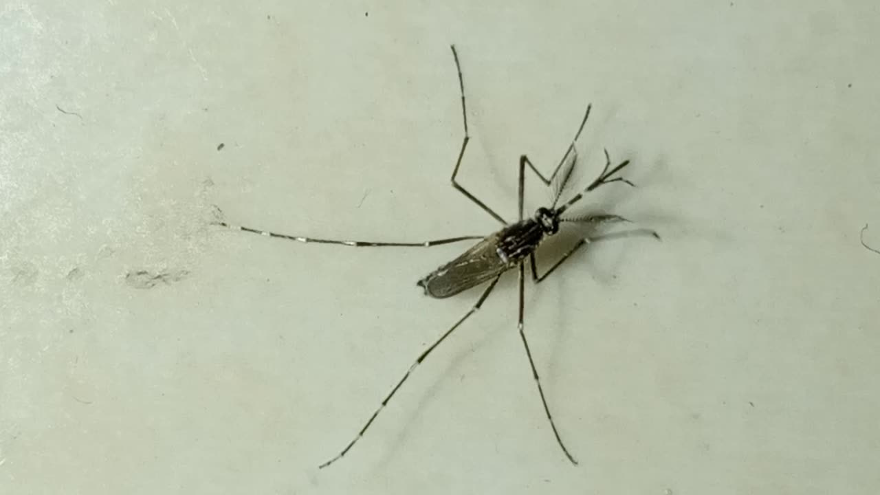 mosquito