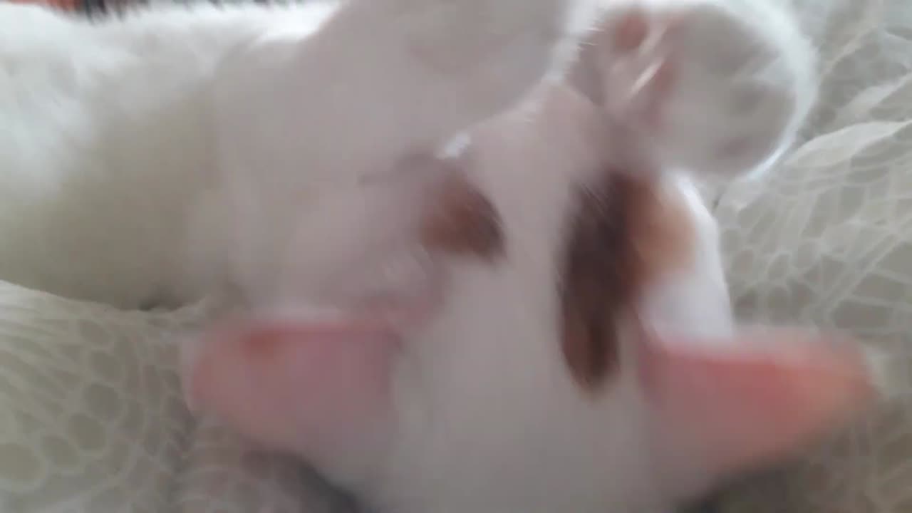 A Day In The Life Of A Cat... I Guess