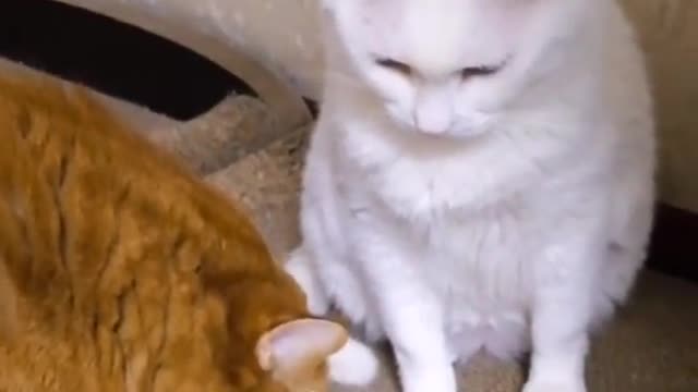 FunnyCatsToday，Funny Cat You Might Never See Before, part85