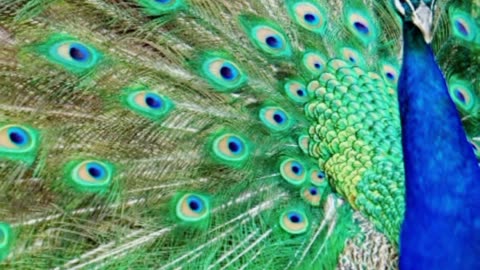 Cute peacock