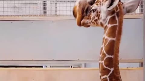 GIRAFFES~ CUTENESS OVERLOAD