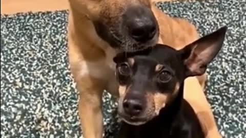 Funniest Dogs and - Awesome Funny Pet Animals Videos