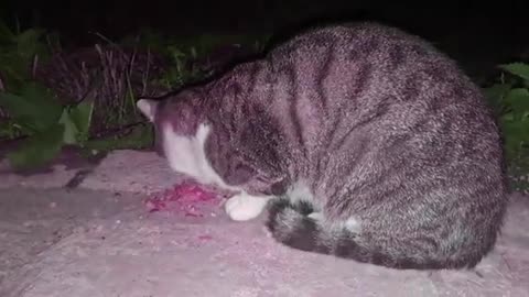 A cute street cat rests after eating