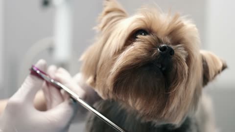 Dog hair cutting