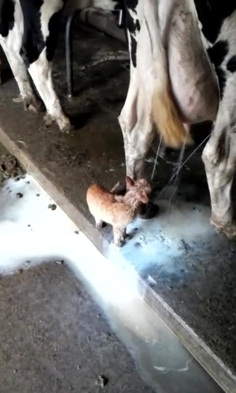 Tiny Kitten Drinks Milk Straight From Cow's Udder, Gets Soaked