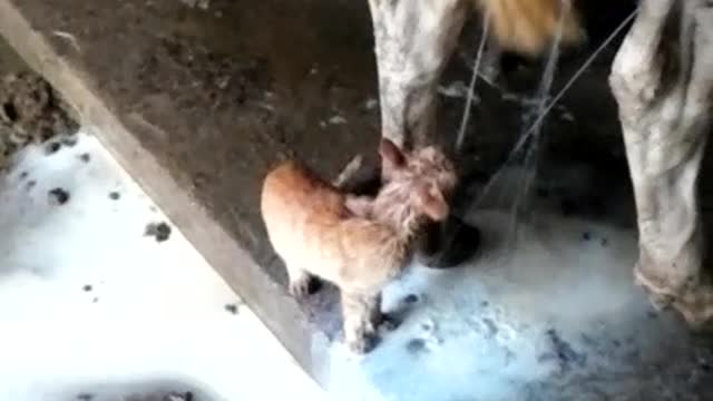 Tiny Kitten Drinks Milk Straight From Cow's Udder, Gets Soaked