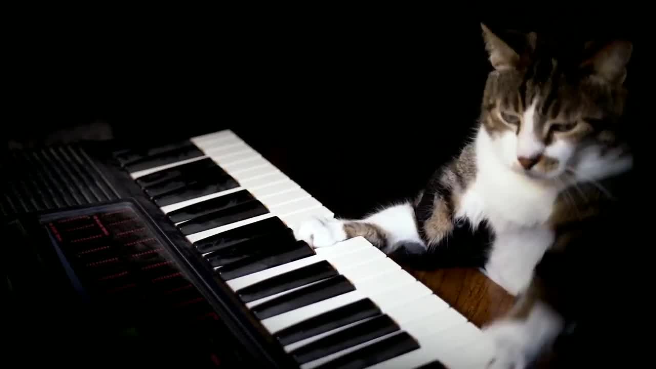 Good Music with cute cat _ Funny cats and kittens videos 2022 #67