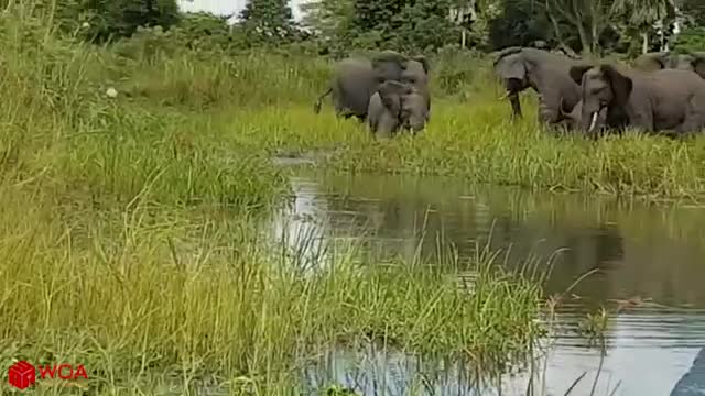 Amazing Elephant save her baby from crocodile