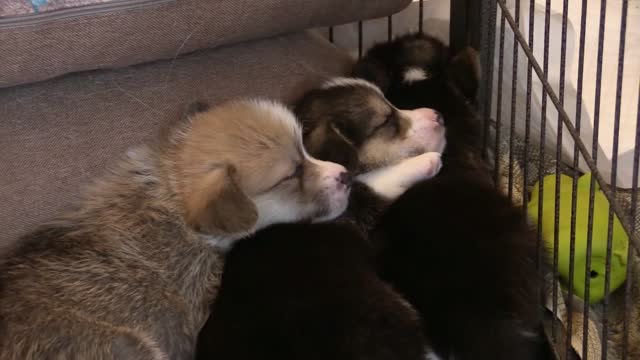 puppies sleeping and hug each other