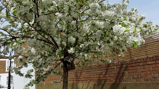 Spring Tree.