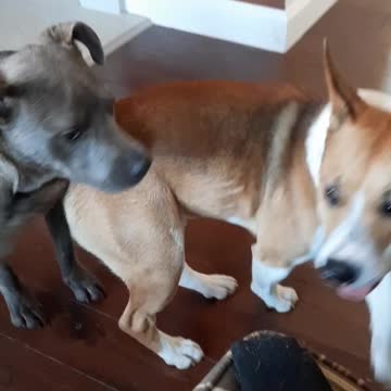 IT IS HOW TUCKER CARLSON AND CLAIRE BEAR ROLL