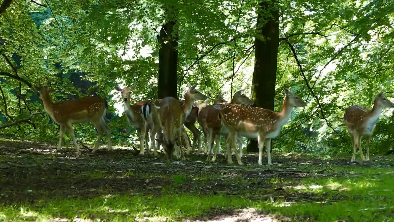 Nature scenery with music for happy mood--Nature Sound Therapy for Stress Relief