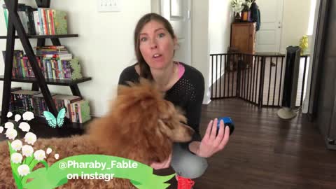 Teach your dog how to speak with this new tool