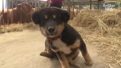 Dog 🐶 thinks He's the mother of the Cows kritter Klub high