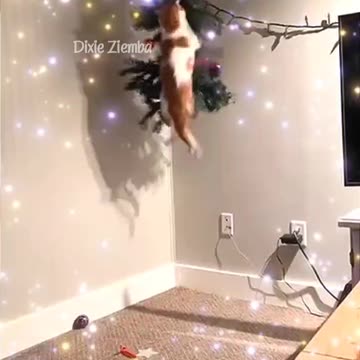 This feline has some serious determination 👀🐱