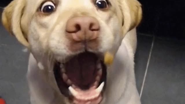 Hilarious expressions of dogs trying to catch snacks in the air