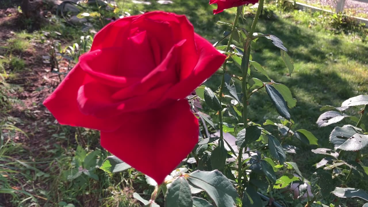 The Rose 🌹
