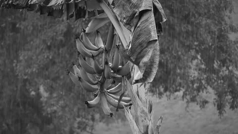 Deep sleep in less than 3 minutes, heavy rain and thunder in the banana forest at night