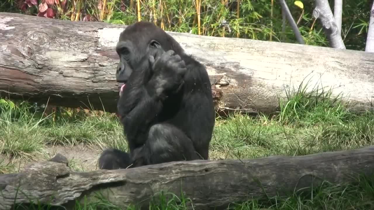 Gorillas Take Care Of Her Baby At The Zoo