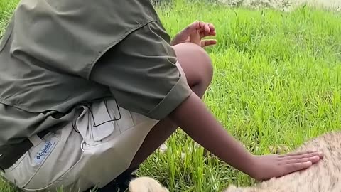 Would You Pet a Cheetah in Africa very dangras !