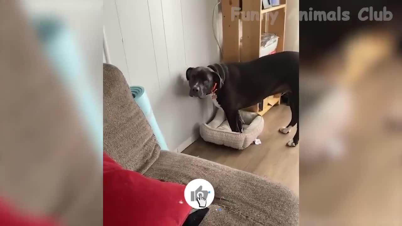 Funny Animal Videos 2022 π - Funniest Cats And Dogs Videos πΊπ #1