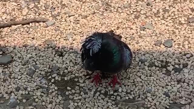 The bird's back